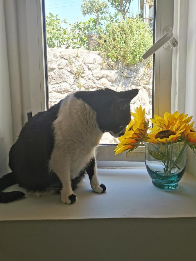 St. Johns Alley Of Poetry And Imaginary Cats Πόρτο Εξωτερικό φωτογραφία